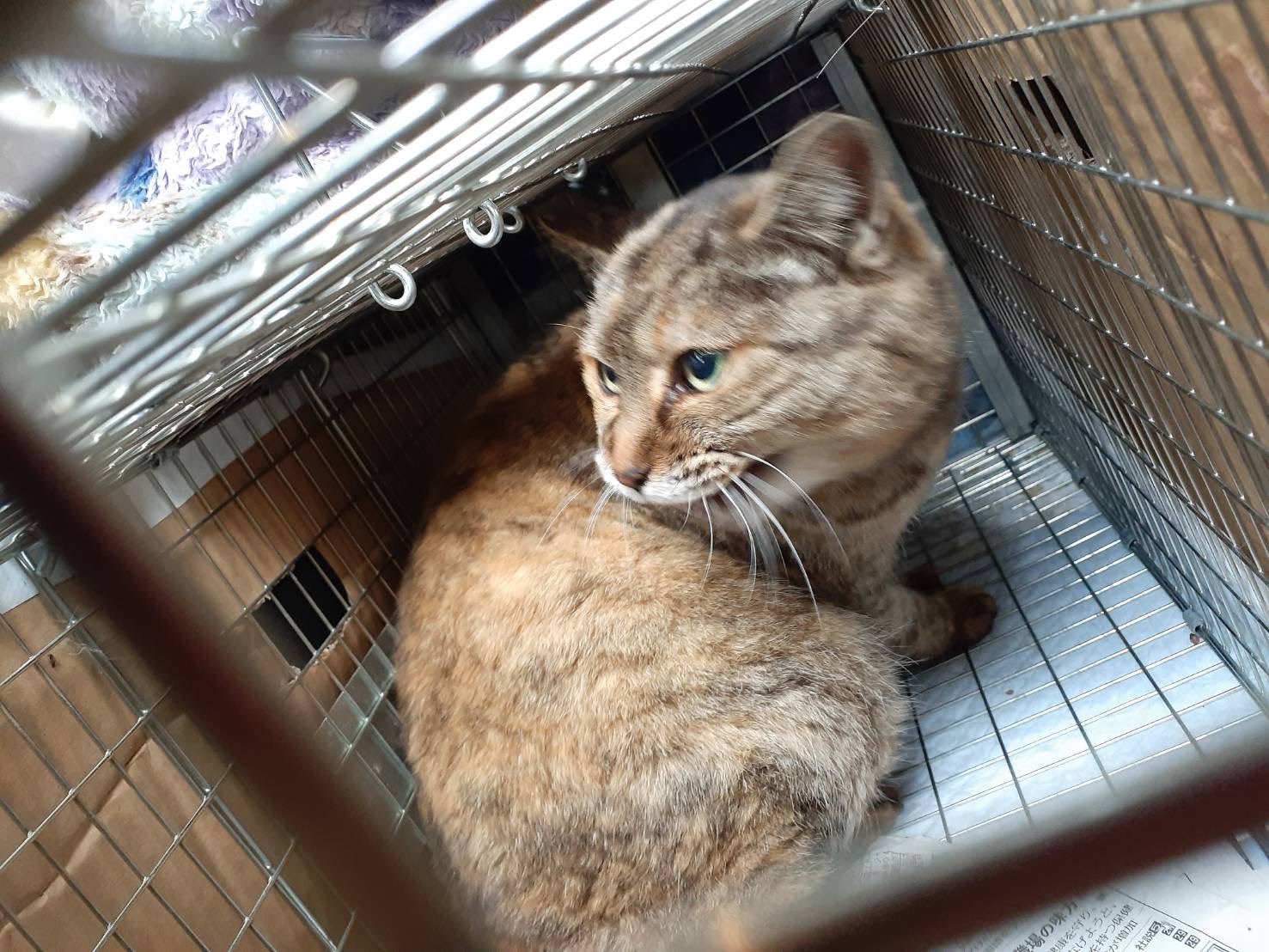 北名古屋さくら猫の会 オス2 メス1 Tnr しました 白いカイゼル髭 灬 がかわいい子は女の子でした 目やにが酷い子はお薬ももらい 今後は餌やりさんの元でゆっくりすごしてもらいます 北名古屋さくら猫の会 地域猫 猫 T Co Tdb3v7xq