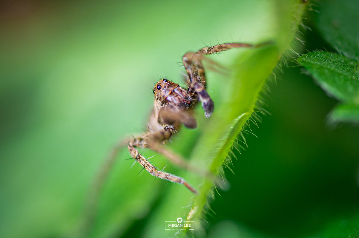 Bugboxuk's tweet image. How fascinating do #wolfspiders look 😍

We have some exciting #newstock coming in next week which we can’t wait to share with you, although this post may be a little hint to what one of the species may be 😉 can you guess what species we are getting?

*UK Shipping Only*
