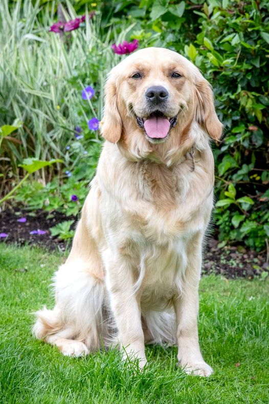 We hope the #NewYear has started well for you! Now that Ginger has come out of the training programme and in a loving home, we are continuing our sponsorship of the Guide Dogs for the Blind Association <a href="/guidedogs/">Guide Dogs</a>. We wish Ginger all the best for #2022!