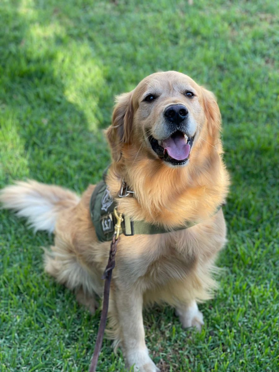 CarabIIIRegion's tweet photo. Darwin el 🐕 estrella del OS7 y terror de los Traficantes, durante lo que va del presente año ha logrando la detección de más de 80 kilos de drogas y la detención de 10 personas.
doble ración para este can.🐕 
#LaPrevenciónEsNuestraEsencia 
#Carabinerosdetodos
#GoldenRetrievers https://t.co/GBqq4eLHnJ