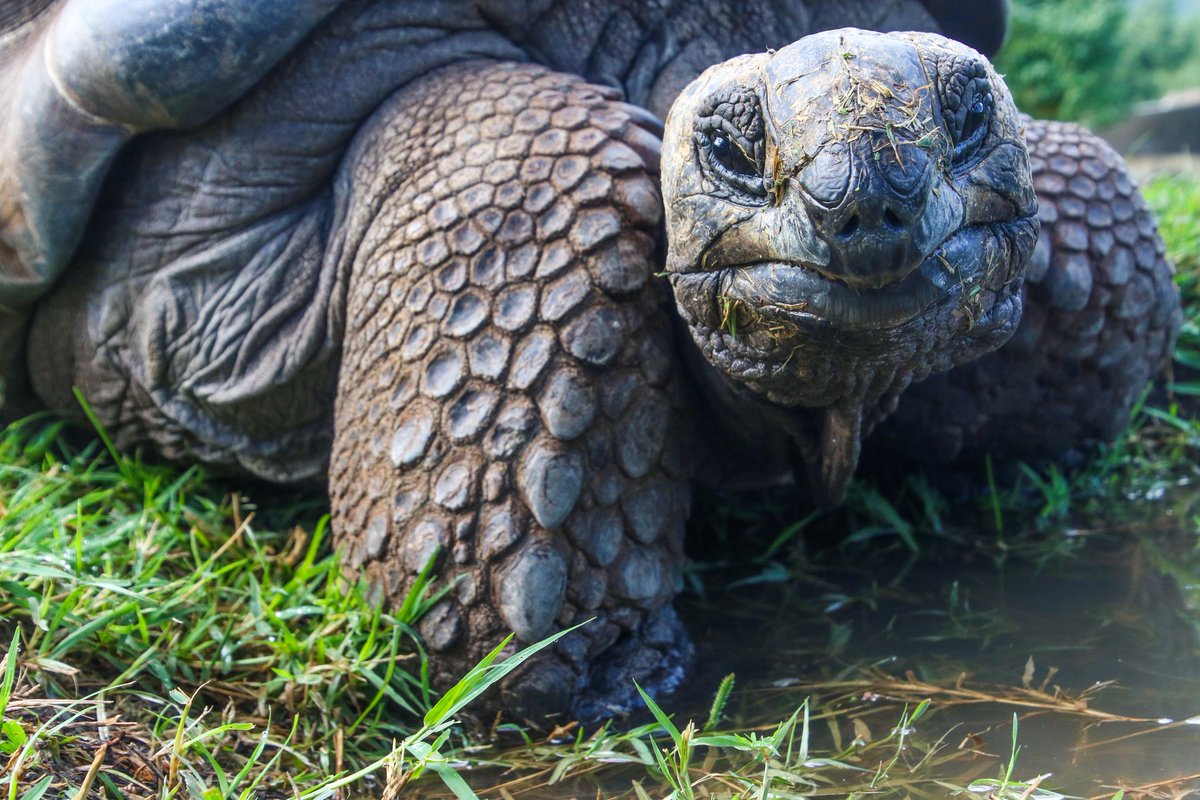 NewPlanGreen's tweet photo. Congratulations to #Ecuador expanded marine protection around the #Galapagos. https://t.co/0bQ4nbeUVD
