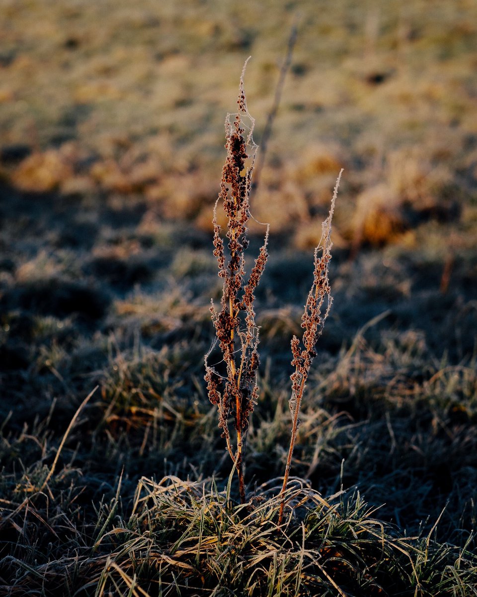 A frosty wander this morning ❄️