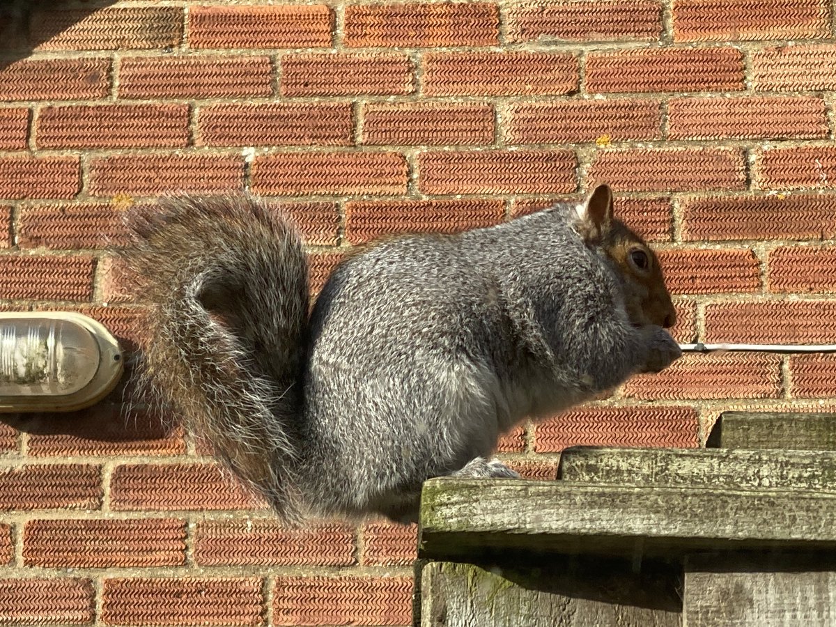 SeaKayakGuide's tweet photo. Well trying to work and my dog just won’t rest, then I realised what was happening behind me; The birds dont stand a chance! #fatsquirrel #birds #winterwatch #windowsneedaclean @ProjectsNomad @IoloWilliams2 @ChrisGPackham https://t.co/prPQatQICg