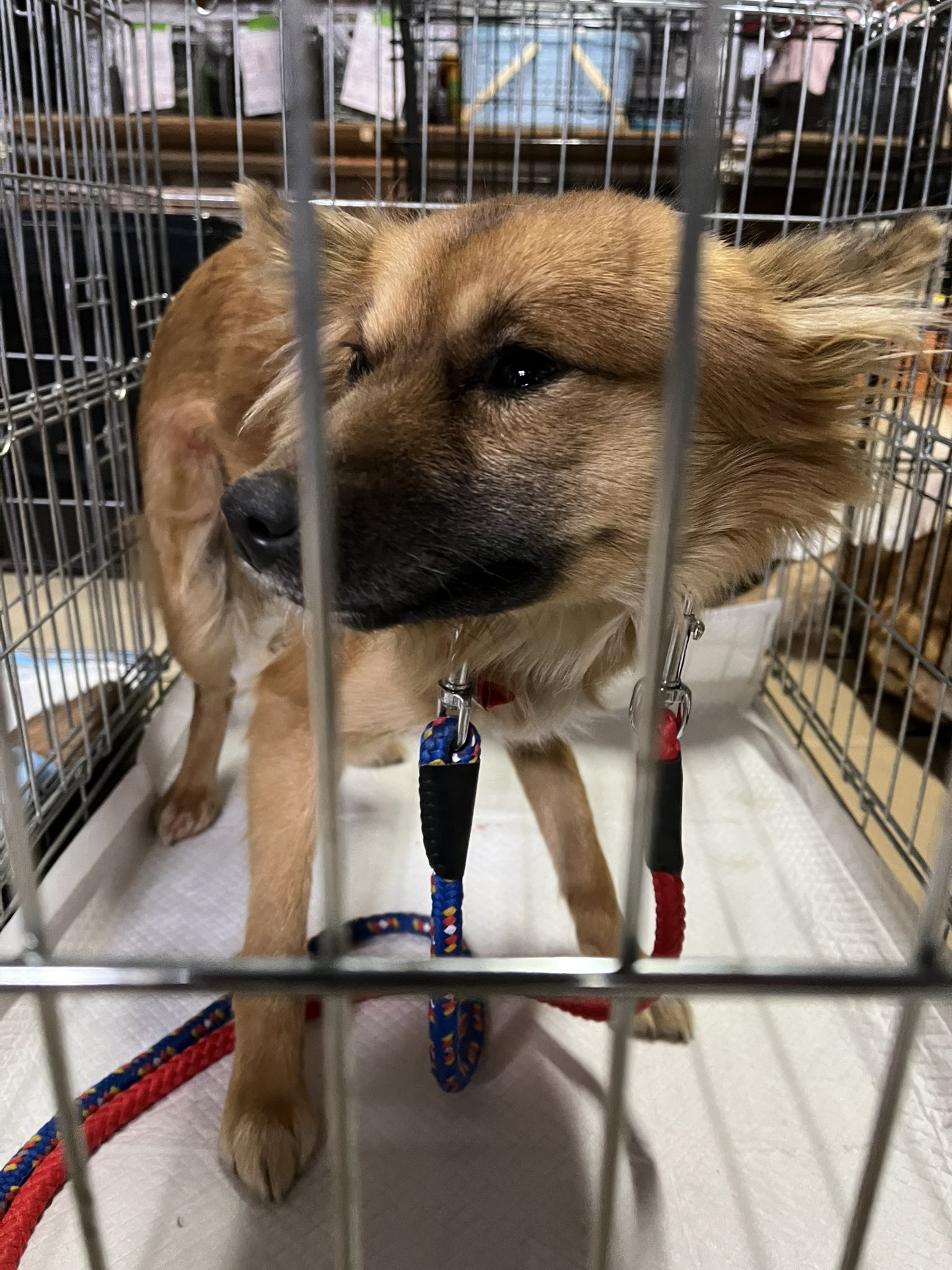 いながき動物病院 Inagakiah Twitter