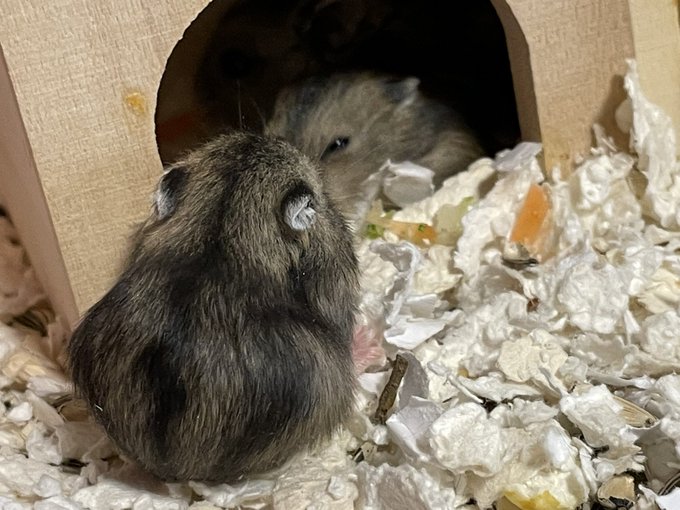 Hamstのtwitterイラスト検索結果 古い順