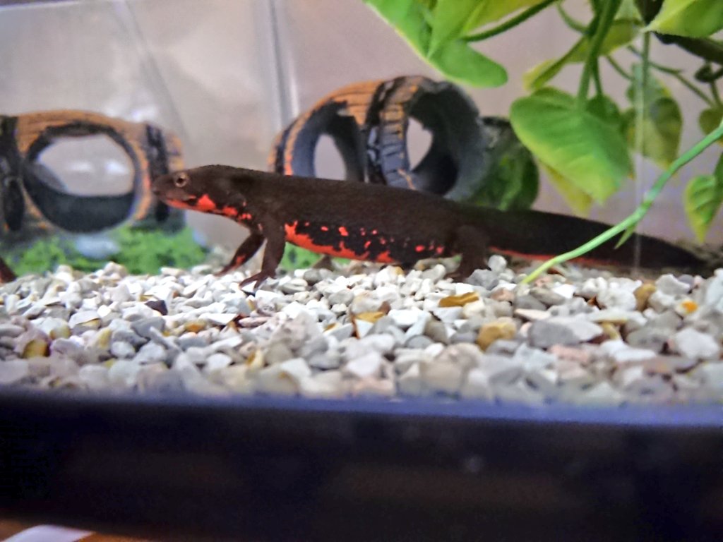 阿野運命 Yoshikazuano Twitter