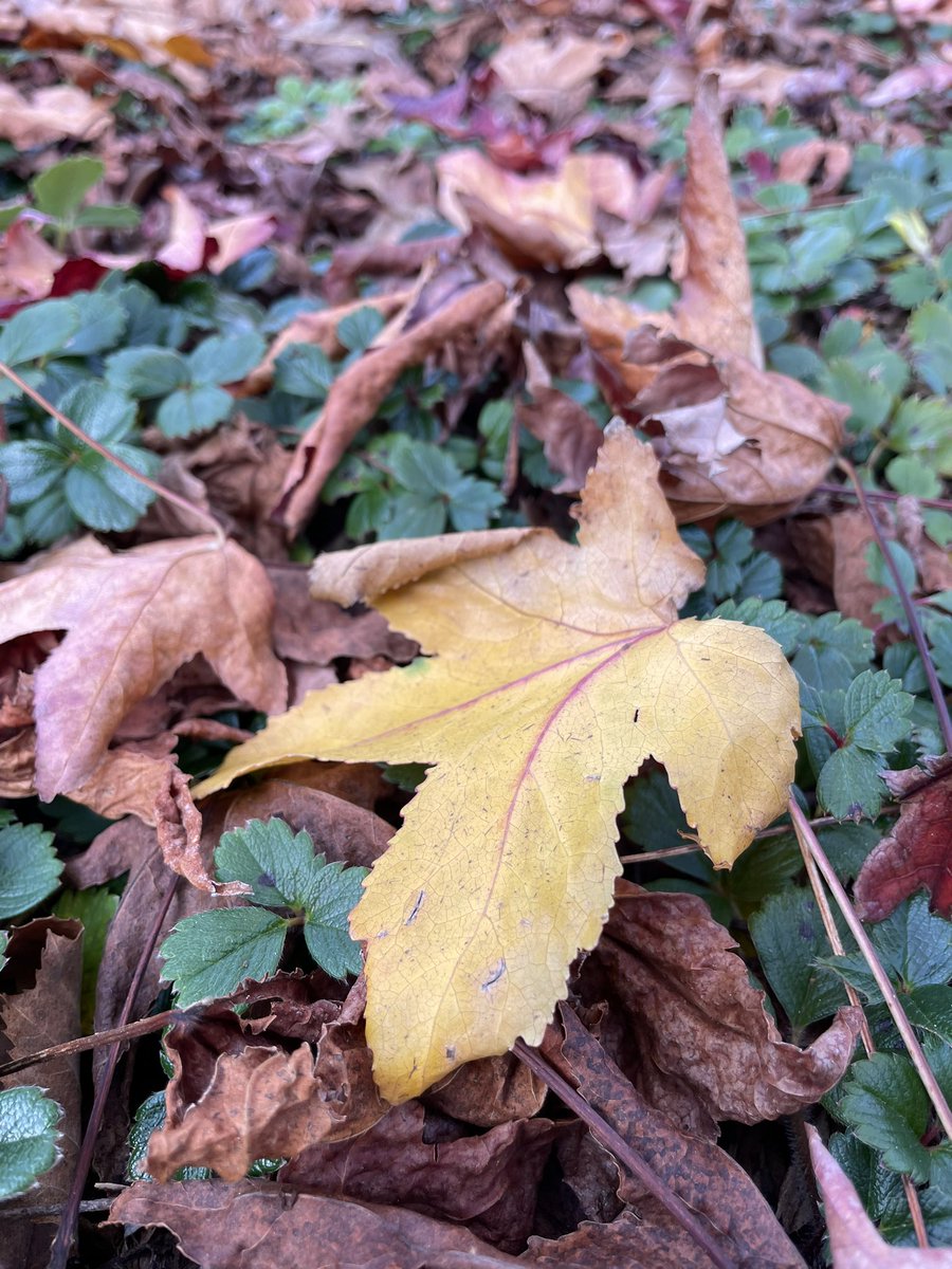 weiselisa's tweet image. It’s fall-spring here in California where seasons are made up and plants just do what they want😂