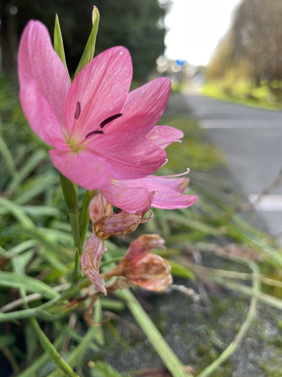 weiselisa's tweet image. It’s fall-spring here in California where seasons are made up and plants just do what they want😂