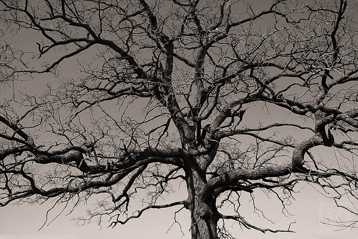 KjpPhotography's tweet photo. This beautiful big #Oak #Tree off of Barlow Road, West #Madison/ #CrossPlains- in #Sepia. (4-12-2012) #SepiaPhotography #CanonFavPic #Canon60D #Photography #LandscapePhotography #Nature #Sky #KevinPochronPhotography https://t.co/34y047l0Bd