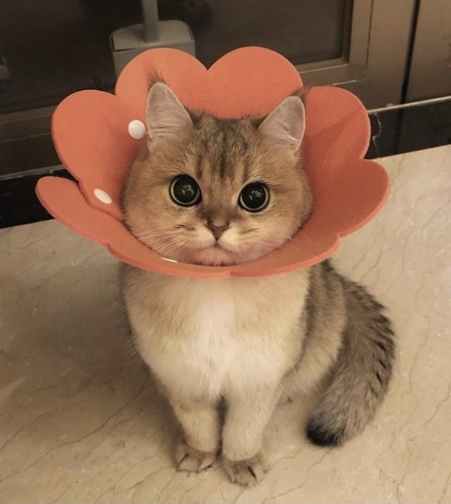 WholesomeMeme's tweet photo. https://t.co/xtfMxvqEb8