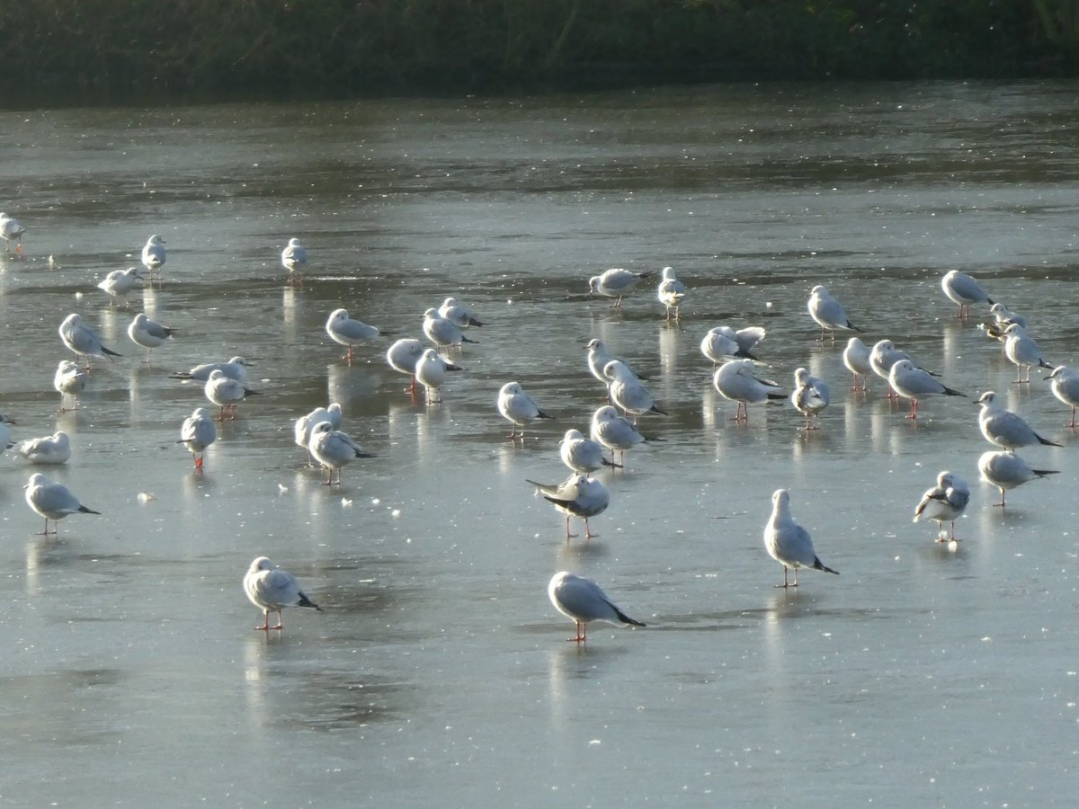 WayneyyW's tweet photo. These lot seemed to love it on the frozen lake. Some doing a little slip n slide as you can expect😁😂
#NaturePhotography #nature #birds #birdphotography #ice #Iceskating #DancingBirds https://t.co/qM5KgUUlvs