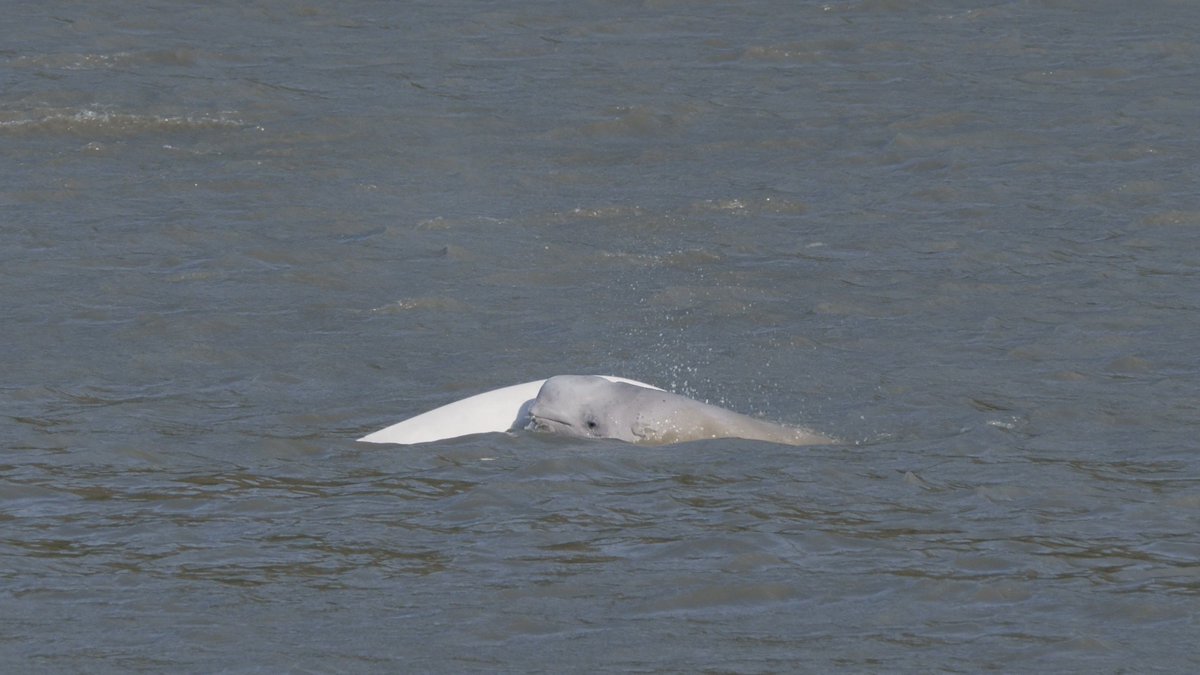 EIAEnvironment's tweet photo. The Federal Govt’s recovery plan is failing critically endangered Cook Inlet beluga whales. Read our report on why and our petition asking @NOAAFisheries &amp; @NOAAFisheriesAK to stop the status quo on excessive harassment authorization. https://t.co/yse2xa031P #savecookinletbelugas https://t.co/f5ncKSj3cs