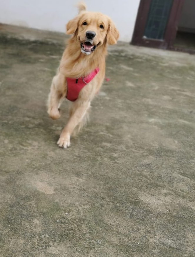 Chaitra26014237's tweet photo. @omi_goddess Awwww me toooo …. #zeroteam
Hie from Brutus 🐶🐾 https://t.co/kW6zlPVQoI