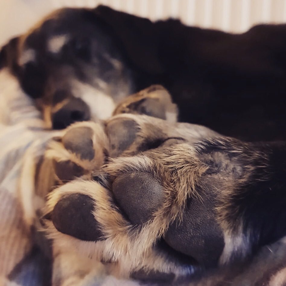 Hello all my lovely Frens who have sent so much love to me❤️ 

The lovely vet lady thinks I may have torn a ligament in my leg (silly old me) and has given me painkillers to make me more comfortable, I’ve already perked up a bit and hope with rest it will mend itself.
🤞🤞🤞🤞😘