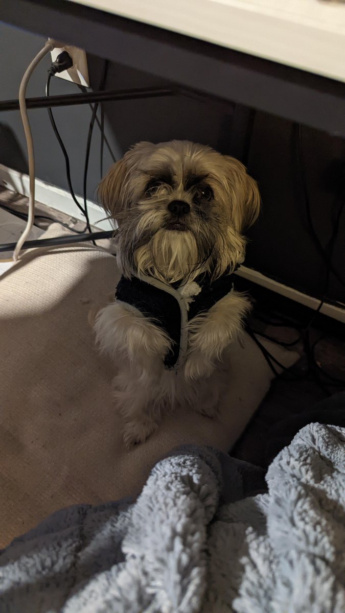 Dogs of the Internet tweet media