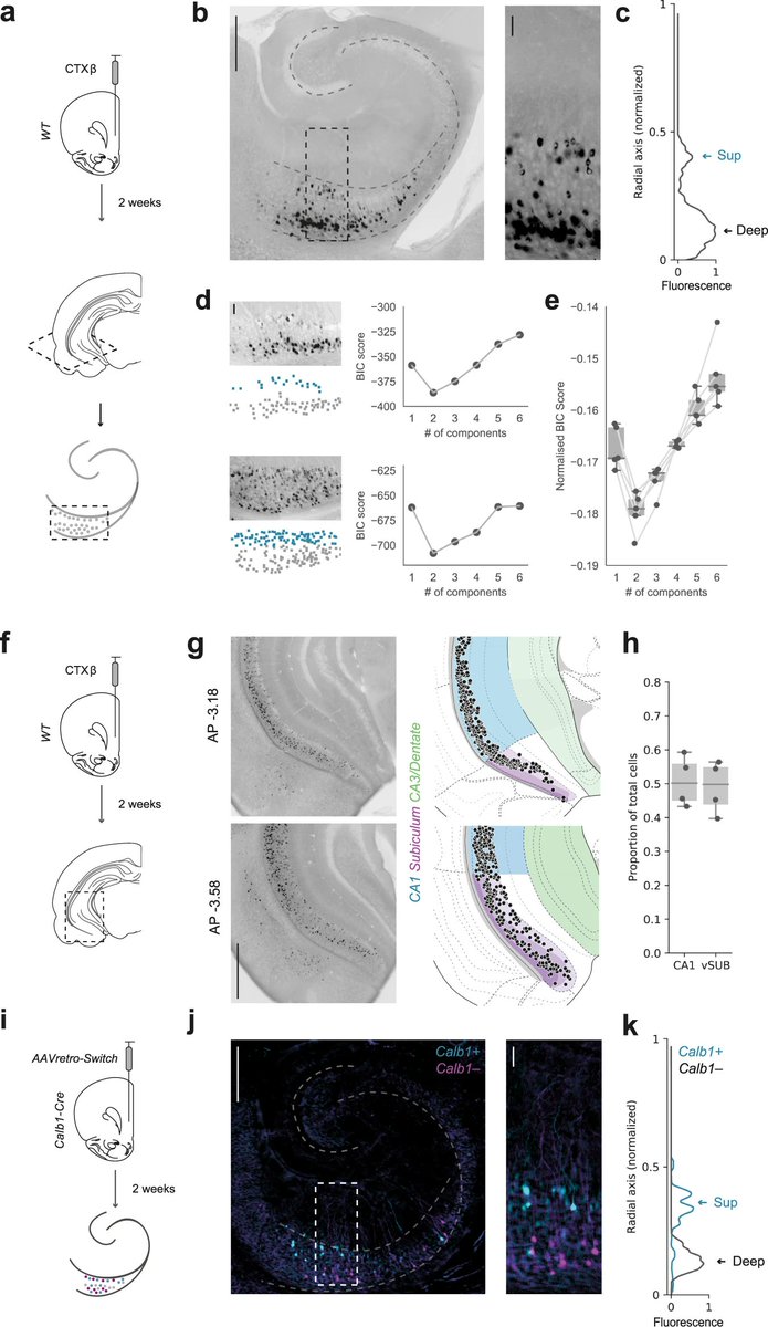 <a href="/candelabellot/">candela</a> @macaskillaf &amp; colleagues <a href="/uclnpp/">UCL Neuroscience</a> reveal a mechanism for regulation of behavior during approach avoidance conflicts that relies on two specialized, parallel circuits that allow bidirectional hippocampal control of the prefrontal cortex

nature.com/articles/s4146…