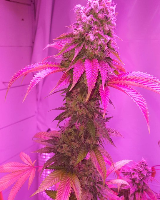 <a href="/AshaRangappa_/">Asha Rangappa</a> Mother nature is better anyway. And edibles if you're like me, prefer not to smoke.