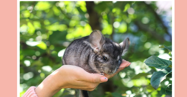 LovingPaws2005's tweet photo. Are you considering adopting a chinchilla? Here's Everything You Need To Know! https://t.co/xUmtdutlhq https://t.co/5OHCHXyaey