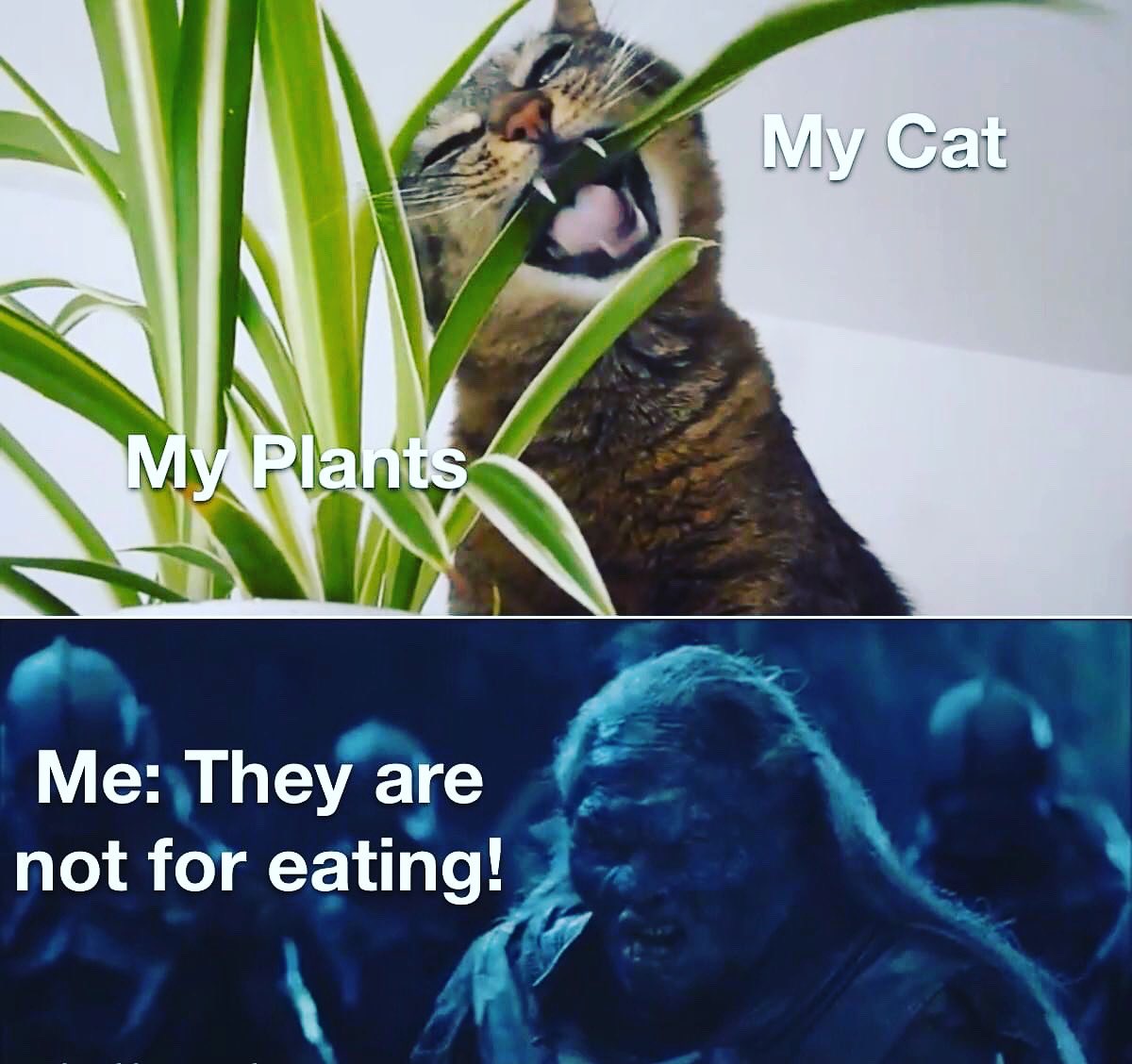RobDuBois's tweet photo. Yes, I am a LOTR nerd.
My cat is, too.
#LordOfTheRings #Orcs #Uruks #Nerds https://t.co/hHAXxKf00E
