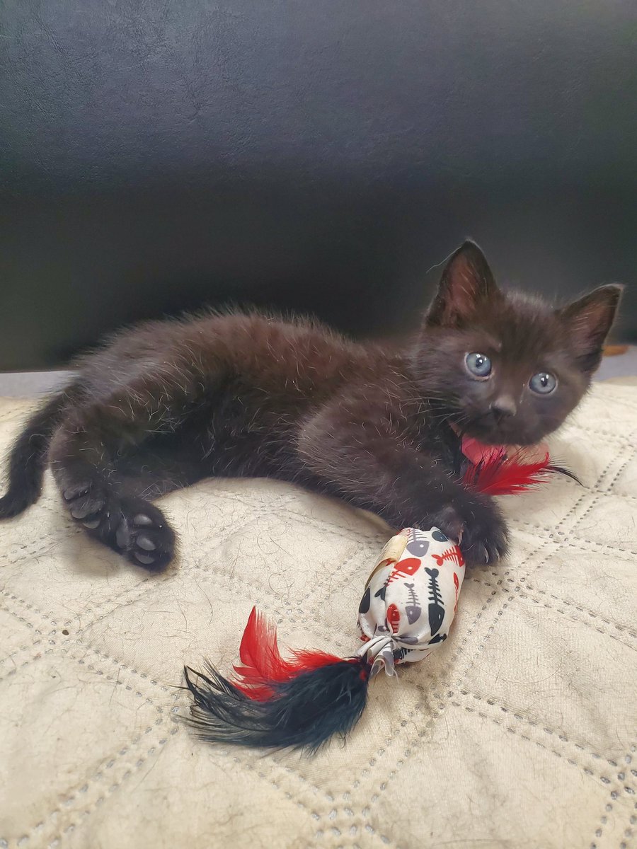 I have to convince my boyfriend &amp; daughters that this baby needs to come live with us.