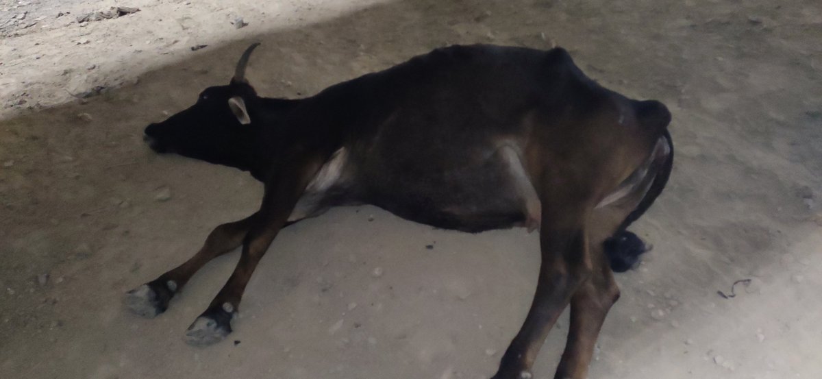 Kshatriya_7773's tweet image. महाराज जी अभी अभी मिर्जामुराद वाराणसी इलेक्ट्रिक बस चार्जिंग स्टेशन के बॉस एक सरकारी लौ फ्लोर ने एक गाय को टक्कर मार कर अधमरा कर दिया है, कृपया तत्काल मदद कीजिए।