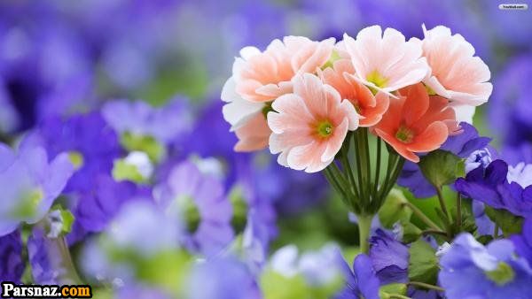 Fatima39072927's tweet photo. Prohet Muhammad (as):
God is beautiful and loves beauty and also loves to see the effect of Her blessings on people.
#Muhammd 
#ProphetMuhammad 
#Beutiful 
#beuty https://t.co/qDelAwqXSx
