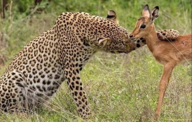 wajdi سؤال وجواب tweet media