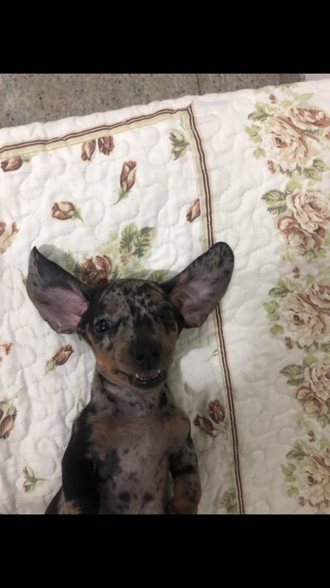 Dogs of the Internet tweet media