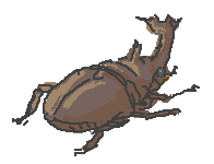 @nanairo7723_2nd かぶとむし! 