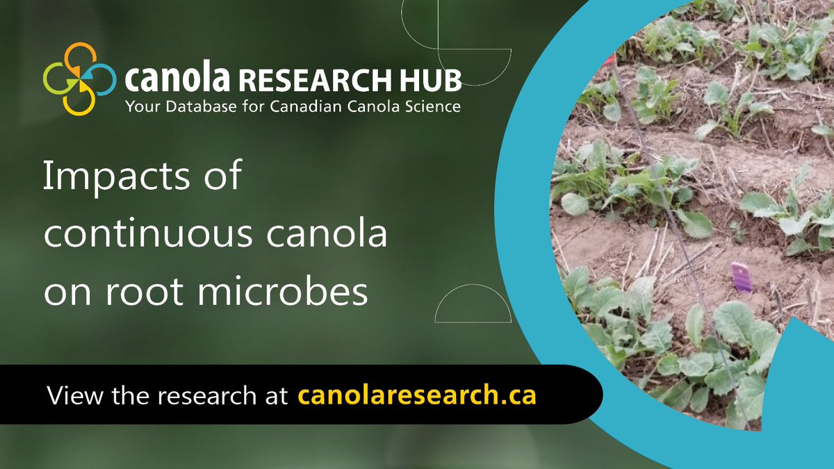 SaskOilseeds's tweet image. The Canola Research Hub is a knowledge transfer tool for growers, researchers &amp;amp; agronomists that defines scientific evidence-based best management practices for sustainable &amp;amp; profitable canola production. 

The latest post is now available at: canolacouncil.org/research-hub/