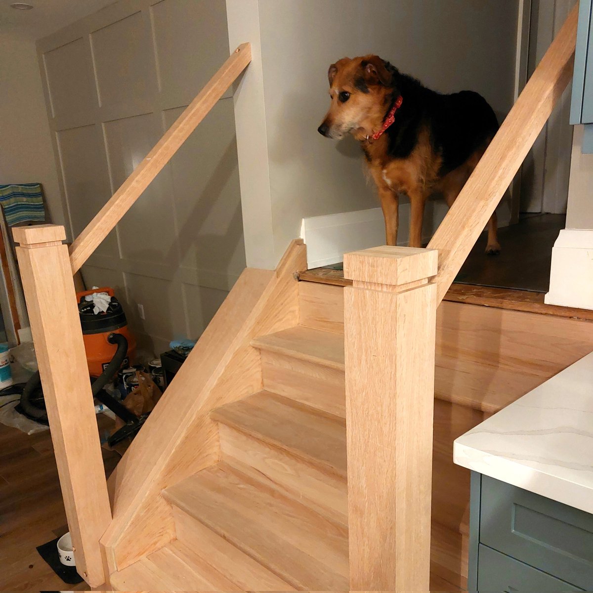 Ready for another day of reno and supervising the crew. New stairs are underway! Happy Thursday friends 😊
#dogsoftwitter #renolife