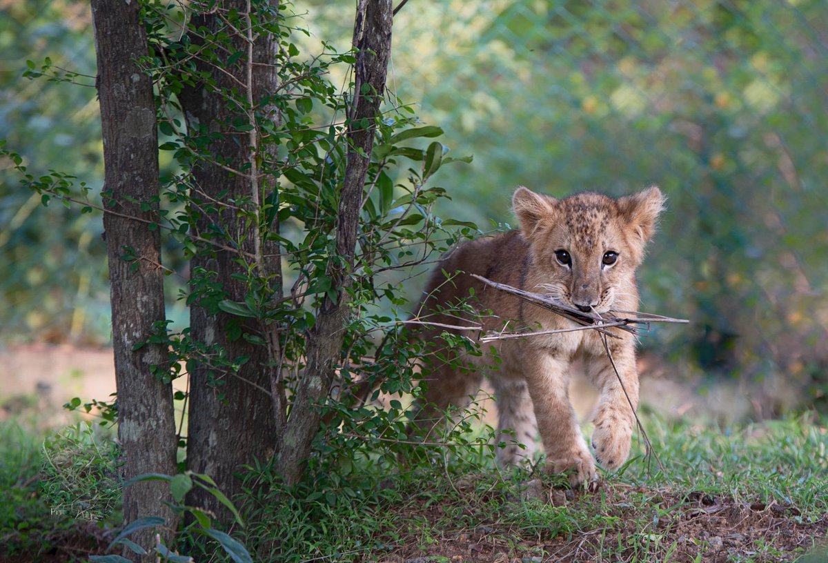 KamilaWDias's tweet photo. Super Cute "Dora" of Ridiyagama Safari Park, #SriLanka. 🇱🇰

#LionCub #lka #SL

📷 Upul Rodrigo https://t.co/m1o1p7yFd7