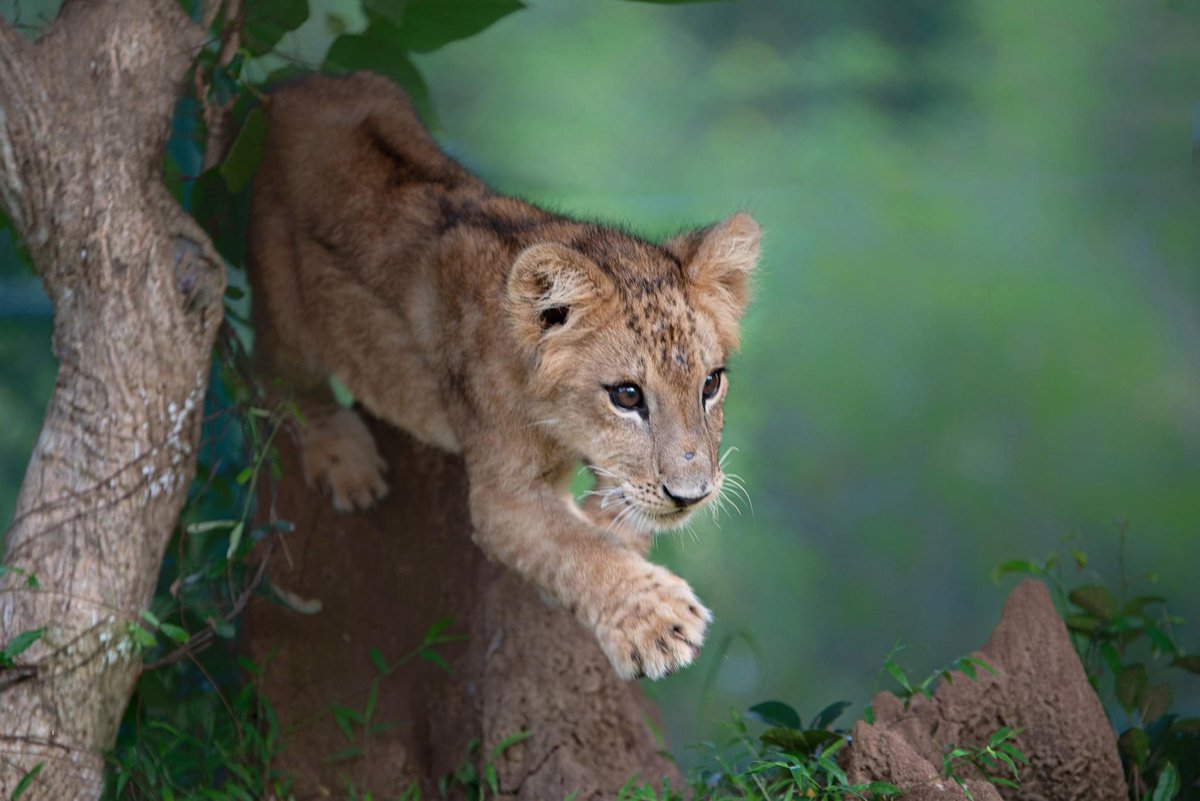 KamilaWDias's tweet photo. Super Cute "Dora" of Ridiyagama Safari Park, #SriLanka. 🇱🇰

#LionCub #lka #SL

📷 Upul Rodrigo https://t.co/m1o1p7yFd7
