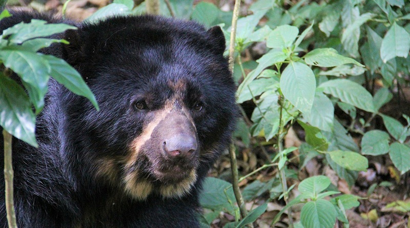 Jucumari es la única especie de oso que existe en Sudamérica #JuegosNacionales2022 vtv.gob.ve/oso-andino-bol…