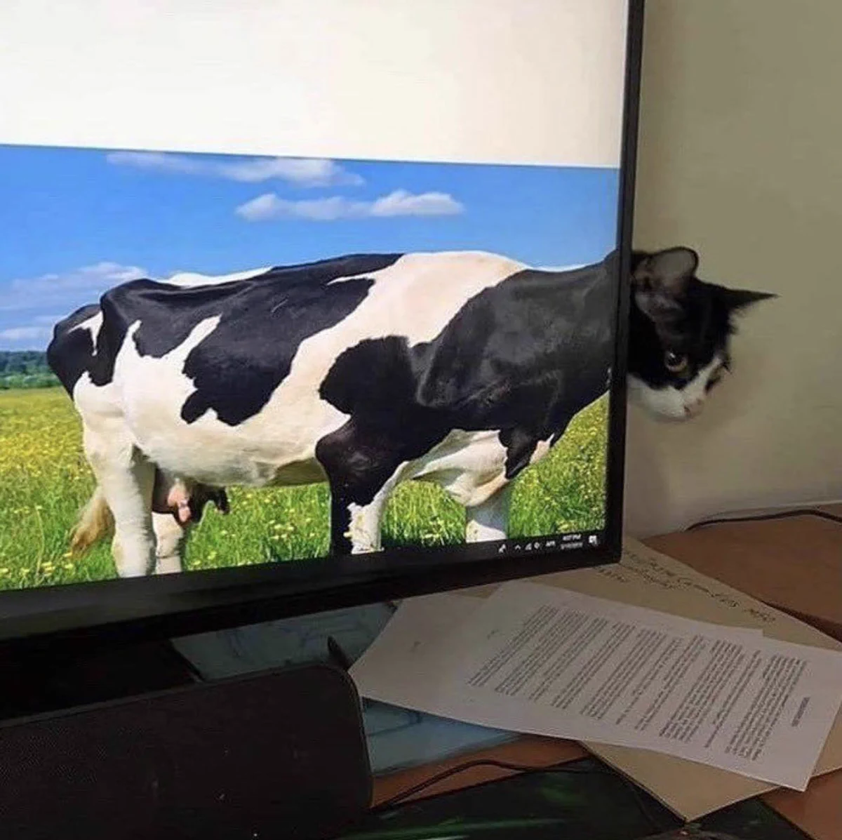 牛と同化した猫！タイミングを見計らったような偶然