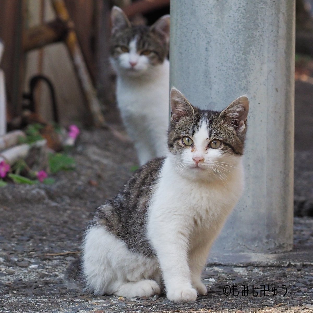 鞆の浦ねこズ137