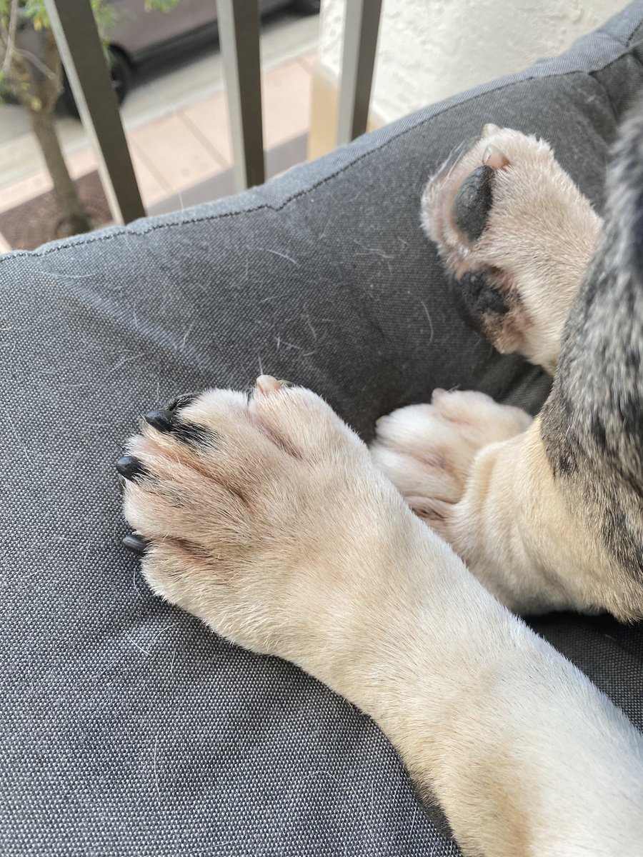 oreo_tux's tweet photo. Since I’m no longer chewing my paws, the redness is going away …we are so happy about this. Look at these cutie feets 🐾. Of course because I’m an Oreo some of my nails are black and some are white
.
.
.
#paws #feet #Oreo #allergies #cytopoint #meds #helped #gratefull #pretty https://t.co/Ca5zRK9UtB