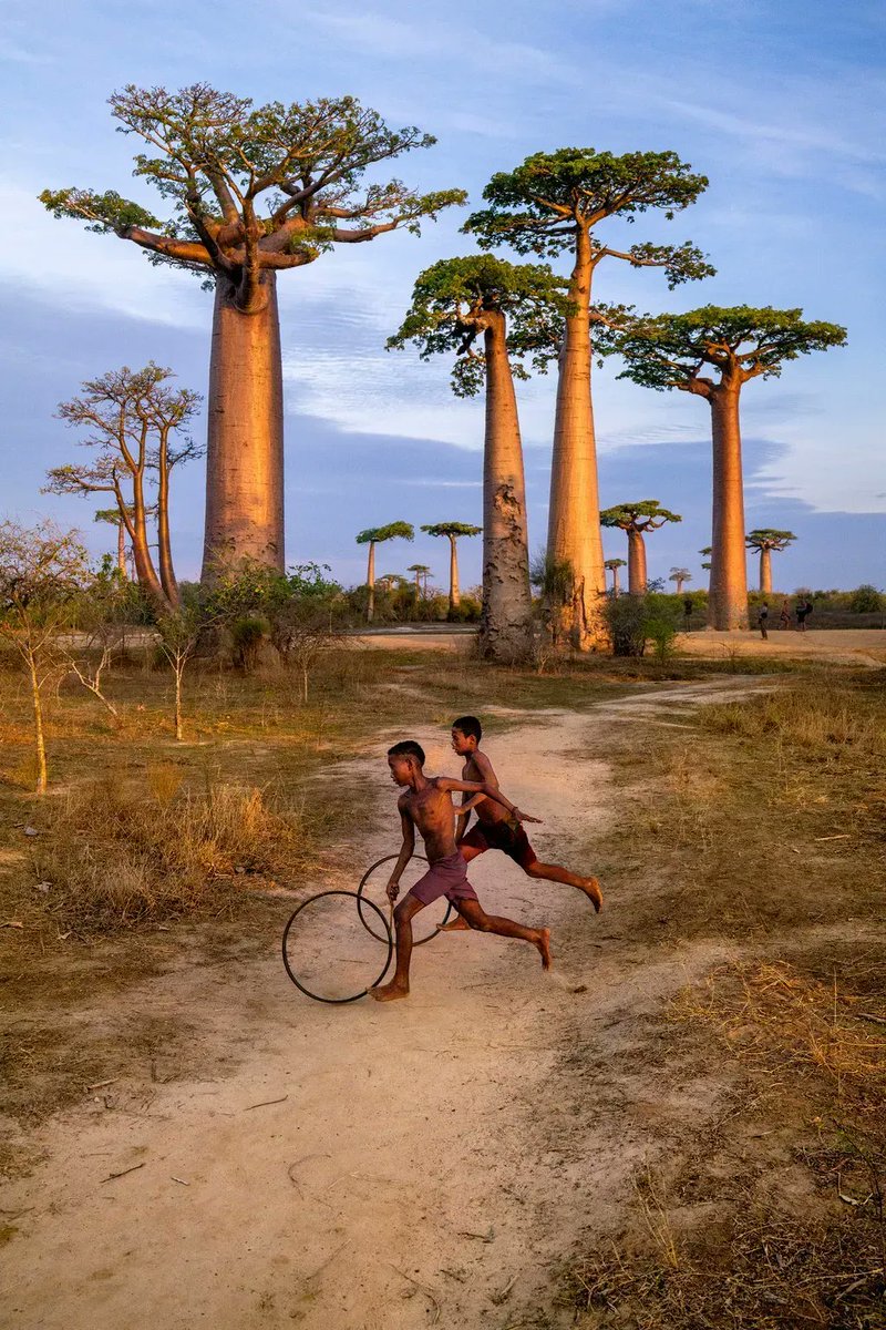 museemaillol's tweet photo. 🌎Morondava, Madagascar (2019). Des baobabs observent 2garçons faire rouler des cerceaux.

Au musée Maillol aux côtés de plus de 150 autres clichés du photographe @McCurryStudios !
👉 Réservations : https://t.co/Rkf3EOPCOj

©Steve McCurry

#TemporaExpo #MuseeMaillol #SteveMcCurry https://t.co/LUaXwvXDlM