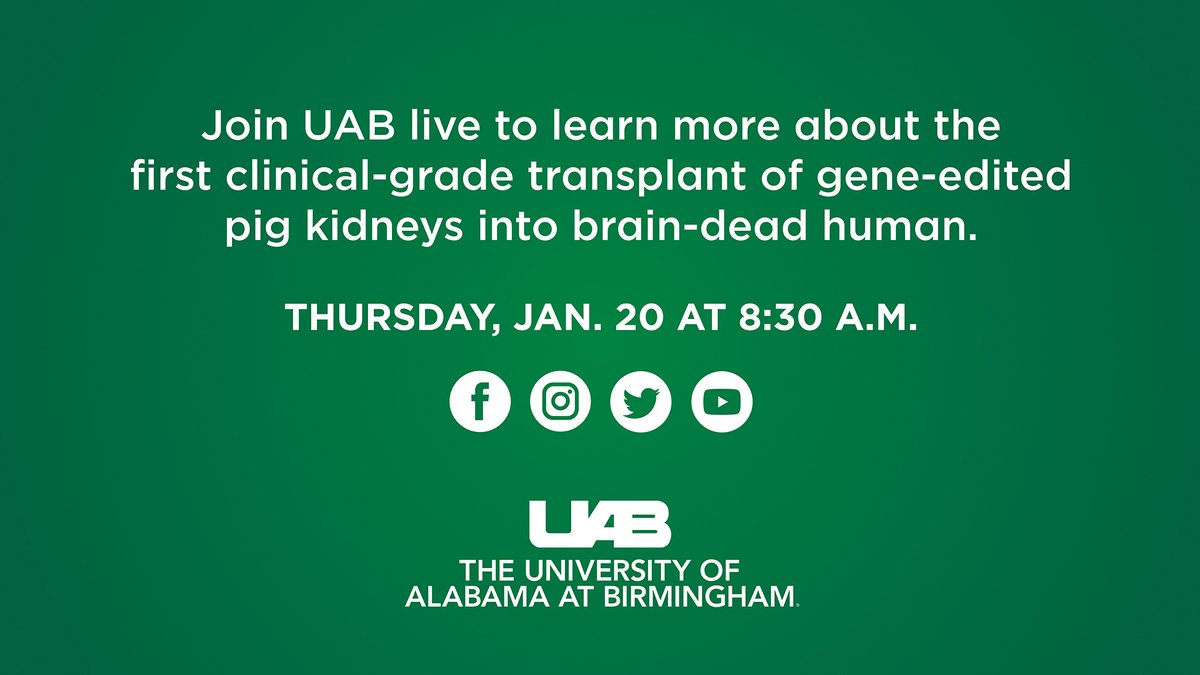 Dr. Jayme Locke and @DrVickersUAB will be live at 8:30 a.m. CT to discuss the first clinical-grade transplant of gene-edited pig kidneys into a brain-dead human. Stream broadcast: youtu.be/9siZWzxrJHM #xenotransplantation @UABNews @UABHeersink