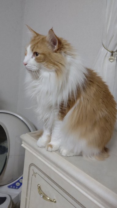 #ノルウェージャンフォレストキャット #猫のいる暮らし #ネコチャンカワイイ 