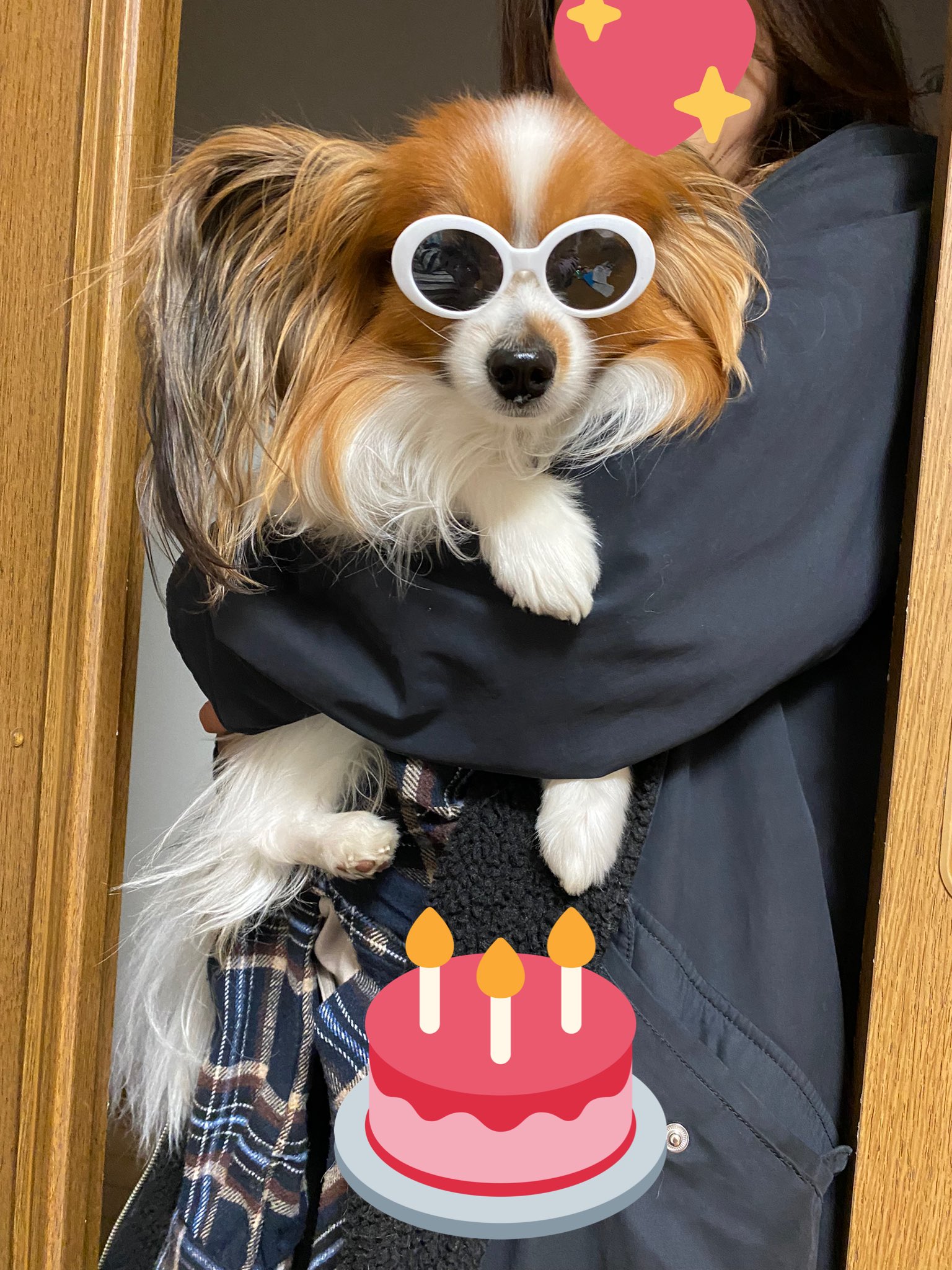 Miku24 Happy Birthday なんかわかんないけど じわる 犬 パピヨン 誕生日 わんちゃん T Co Qklv4ci3hu Twitter