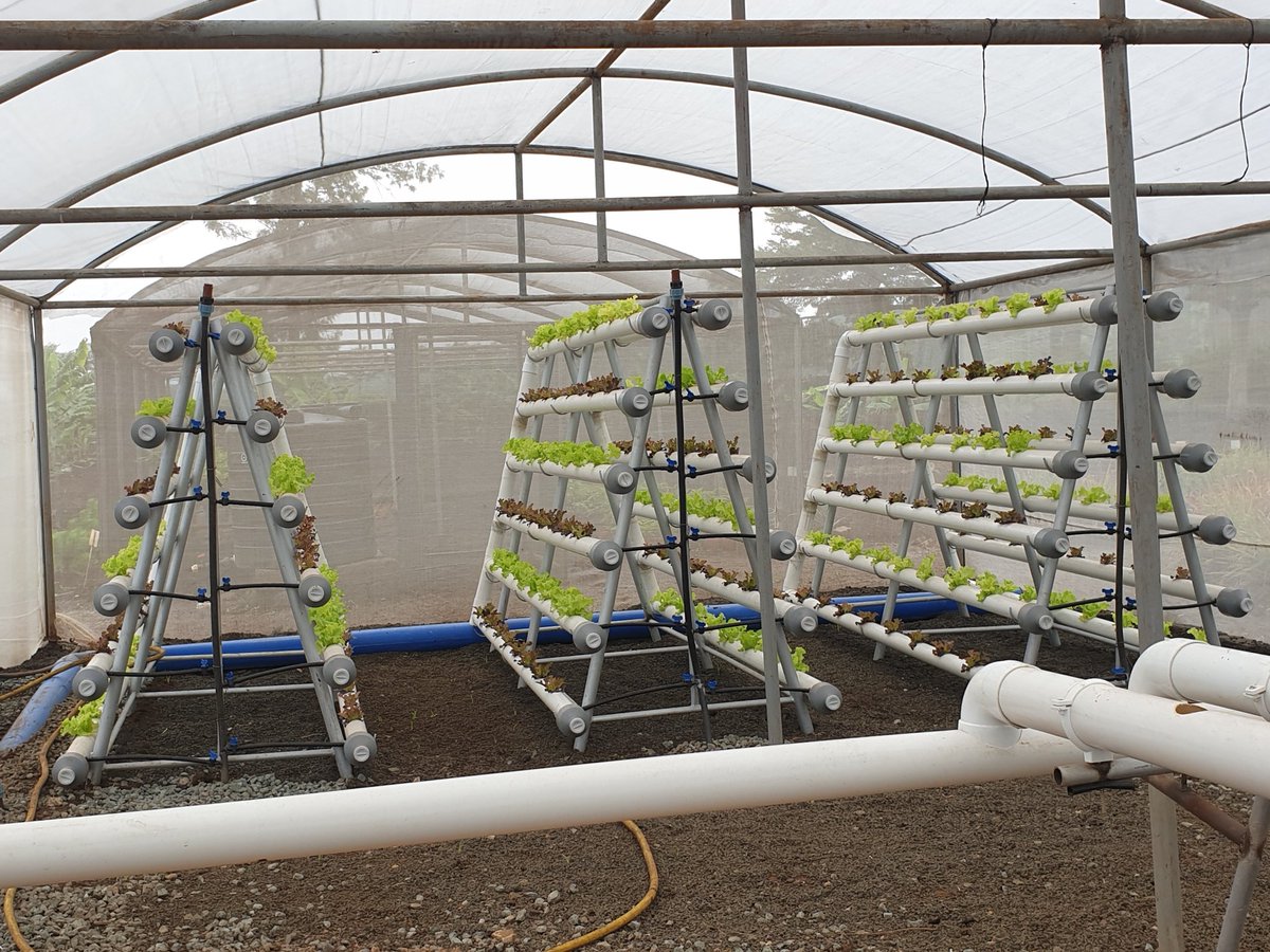 RugalemaG's tweet photo. Some amazing progress @go_vegetables Eastern and Southern Africa Office. Using internal resources, resourcefulness and exuberance of trainees under the "Tayari kwa Ajira" program we have managed to automate the irrigation system of our hydroponics hub. https://t.co/lYfiroo5HJ