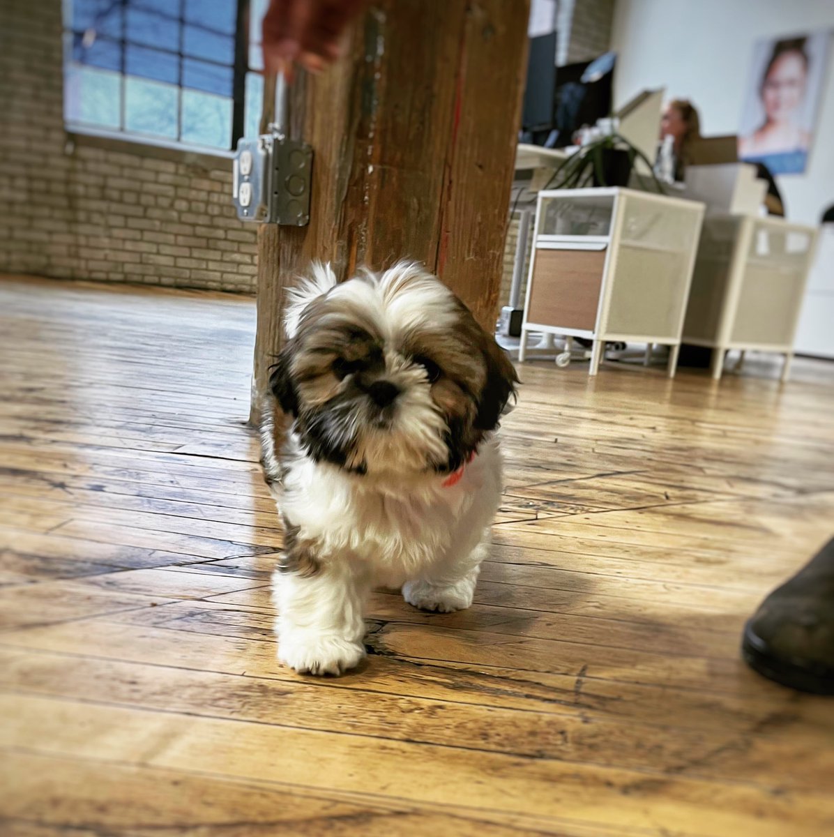Welcome to the team Maggie! #officedog #puppy #puppytraining #jonaspaw