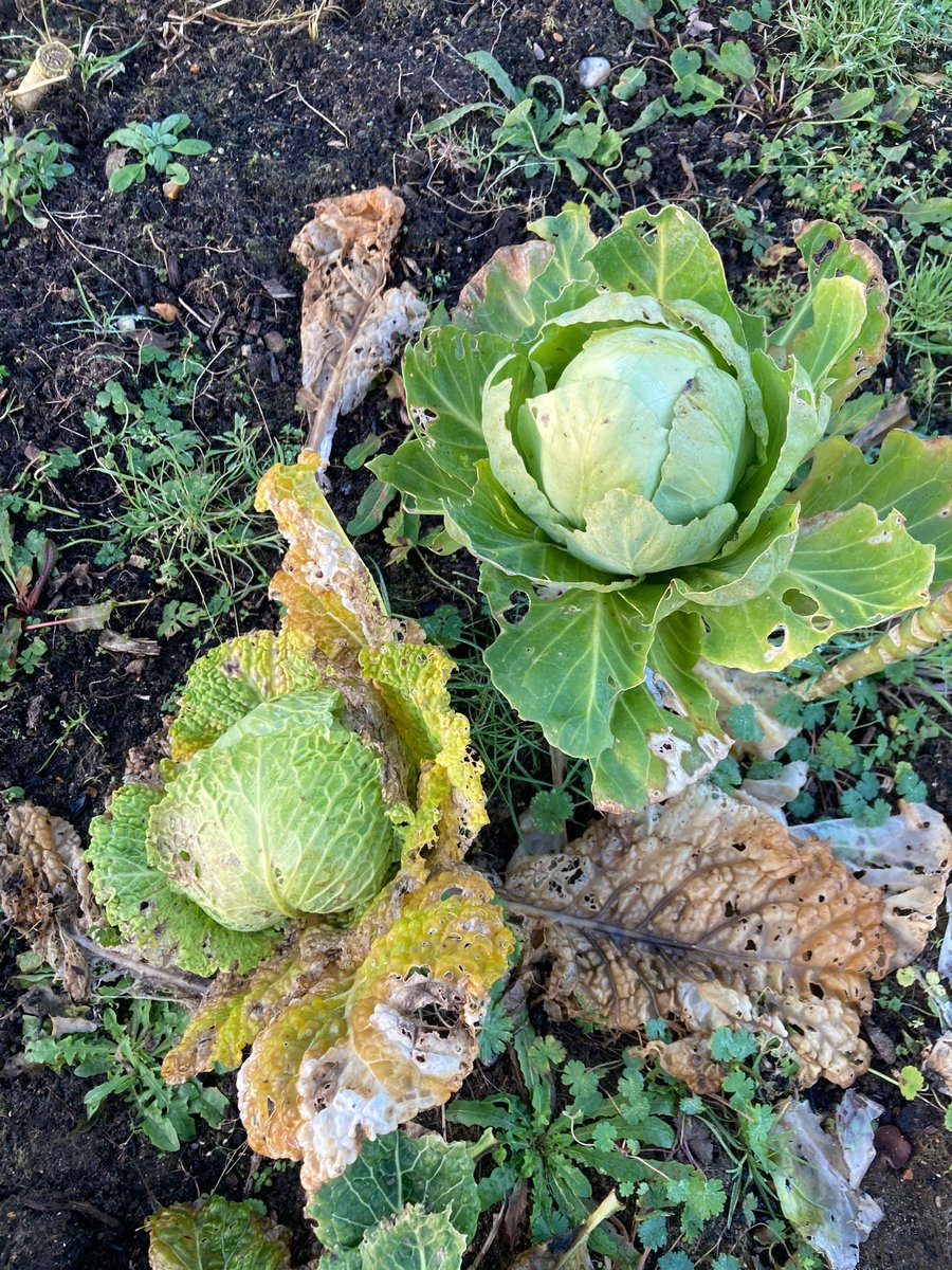 We’re clearing a couple of beds of small savoy and white cabbage.if you’d like to collect them for free or pay for us to deliver in Norwich you can have them. Good for fermenting or something similar. Let us know by Monday.