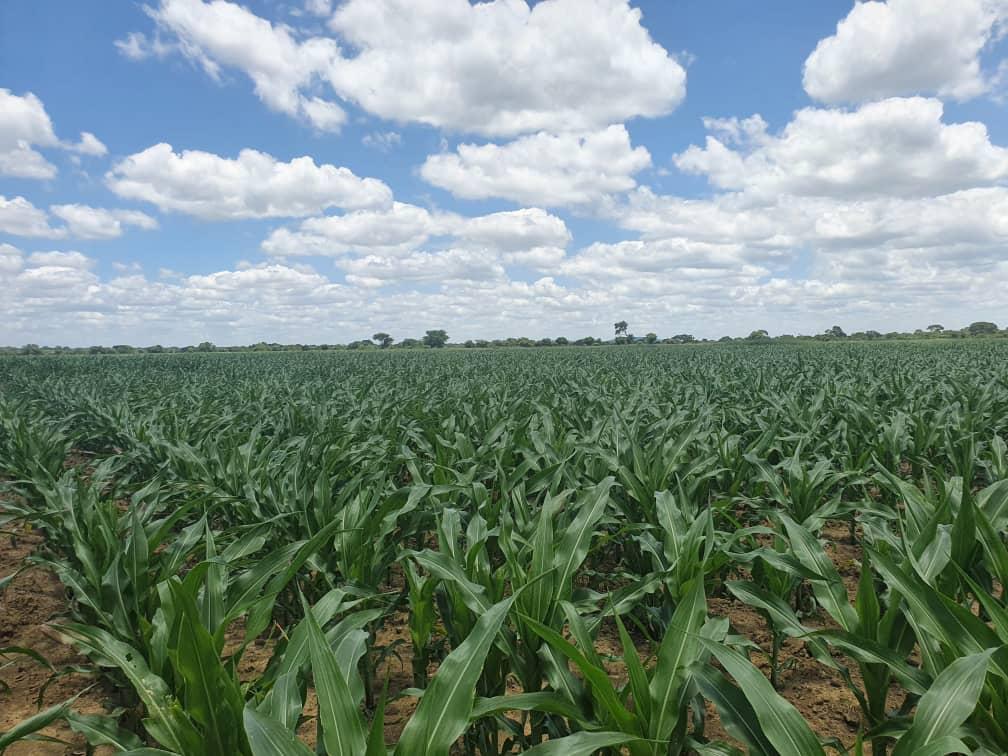 The Chief Director Business Development and Production, Commissioner Benias Changunduma and his delegation recently toured 7.2 ha of cow peas, 3 ha of sunflower and 43 ha of maize production at Mutimurefu Prison Farm. Cow peas are used as supplement of proteins for inmates.