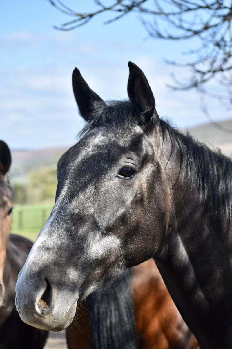 On Jan 7th <a href="/BurrowSeven/">burrowseven</a> came home second in what was only his 2nd racecourse appearance👏 
Next Fri he's back in action, in the 1.15pm 2.5 mile maiden hurdle at <a href="/DoncasterRaces/">Doncaster Racecourse</a>.  All the best to <a href="/Racing4B/">Racing4Business</a> &amp; <a href="/jeddokeeffe/">Jedd O'Keeffe</a> stables.  Join the racing club at burrowseven.com 🏇