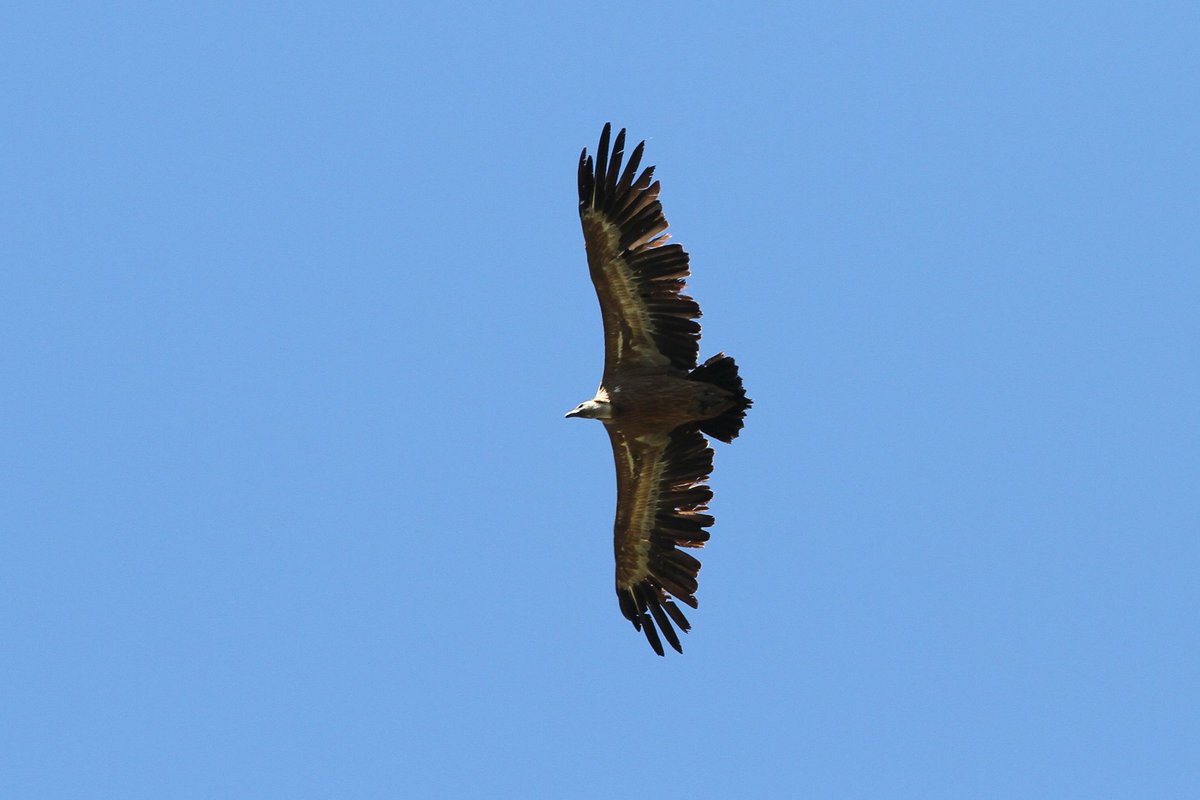 📣 Petits ou grands, novices ou expérimentés, prenez place à l'Arboretum de Roure pour le week-end national de comptage des oiseaux 🐦
📅 29 et 30/01 - 10h00 à 16h00

N'oubliez pas vos jumelles 😉 ! 

📸  Arboretum de Roure (fb)
👉  arboretum-roure.org

#ExploreNiceCotedAzur
