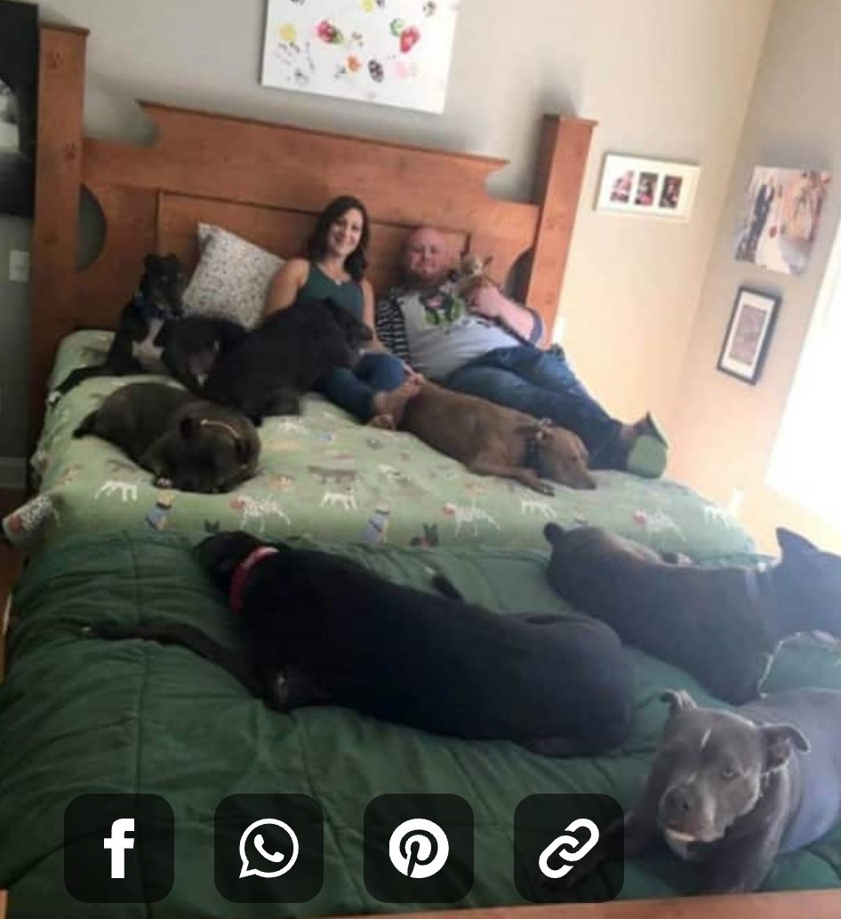 Twitter এ Crystal Hasmara Dogs これいいかも ベットの足元にベット プラス 犬たちと寝 てると足のばせなかったり身動きとれなくなったりで最近寝た気がしない T Co 15u3qfz6v5 ট ইট র