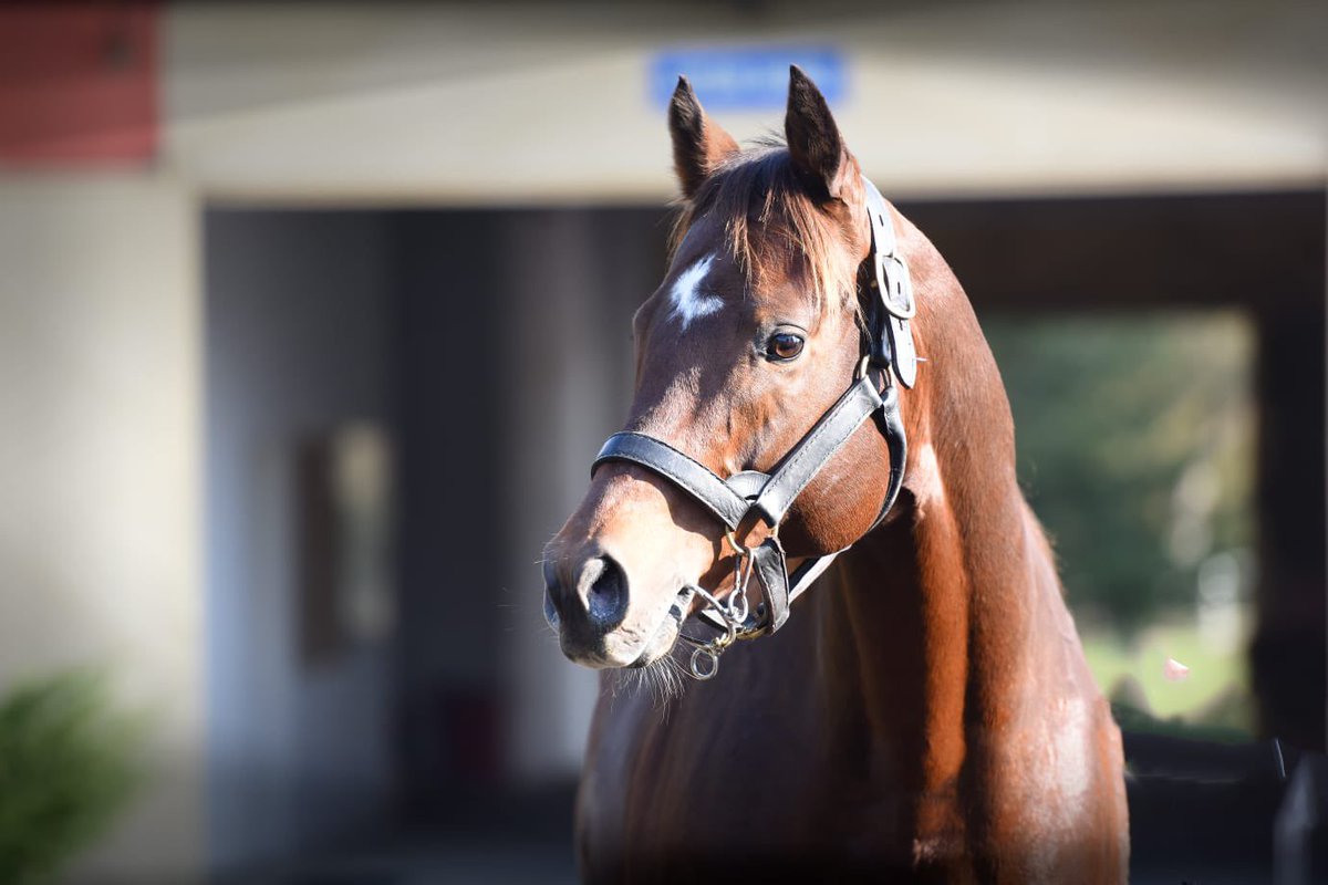 HAKEEM 25.500 ₺ 
Aşım Ücretiyle 
Karacabey Aşım İstasyonunda 🏇