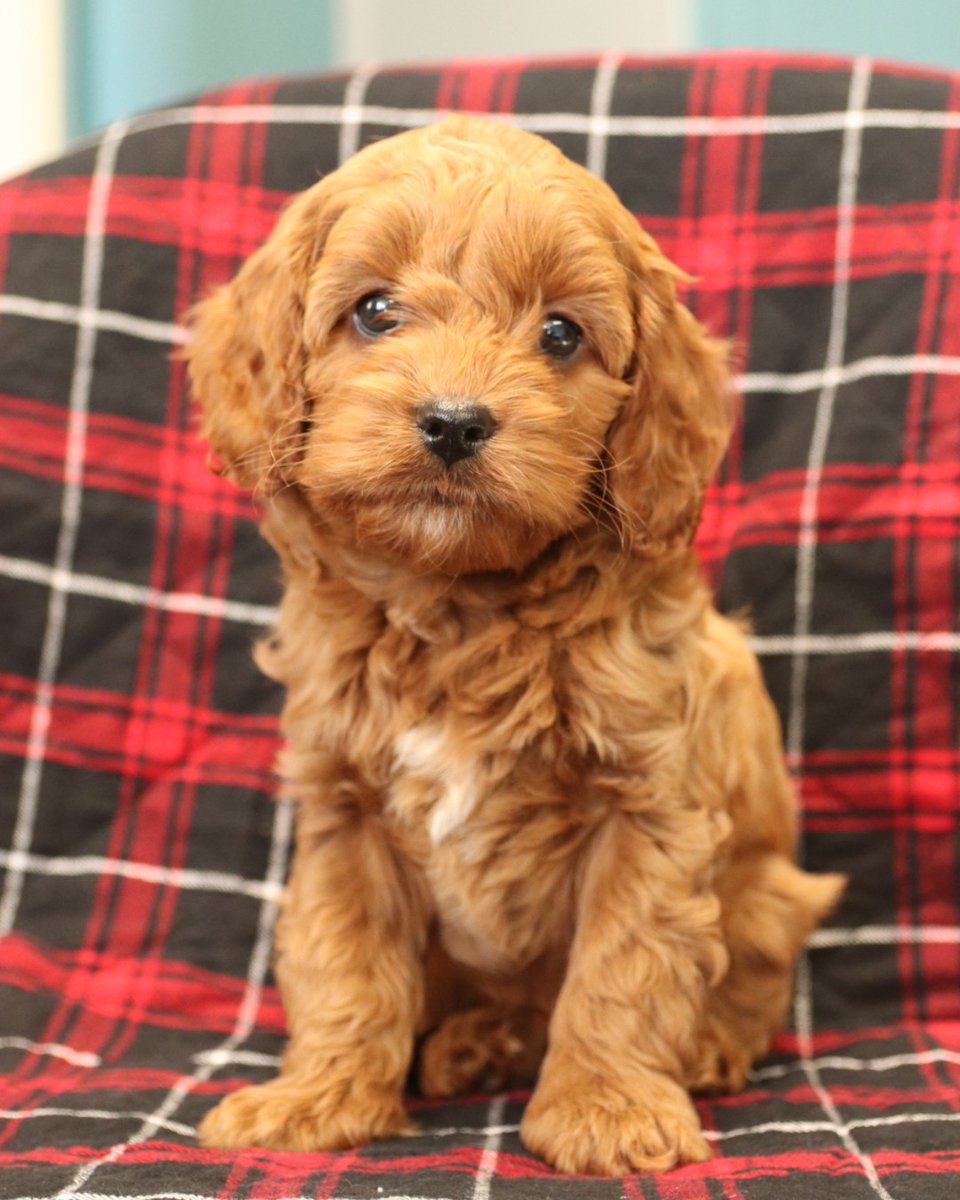LancasterPuppie's tweet photo. 🐶Say hello to this precious little Cockapoo puppy.🐾 Hunter is the perfect size to cuddle up to you and give you all the puppy kisses.
•
https://t.co/eHHc6rYi8Q
•
•
#Cockapoo
#Thurseday
#LancasterPuppies
https://t.co/SzXwbEZwwu https://t.co/sjXnHMhTM7